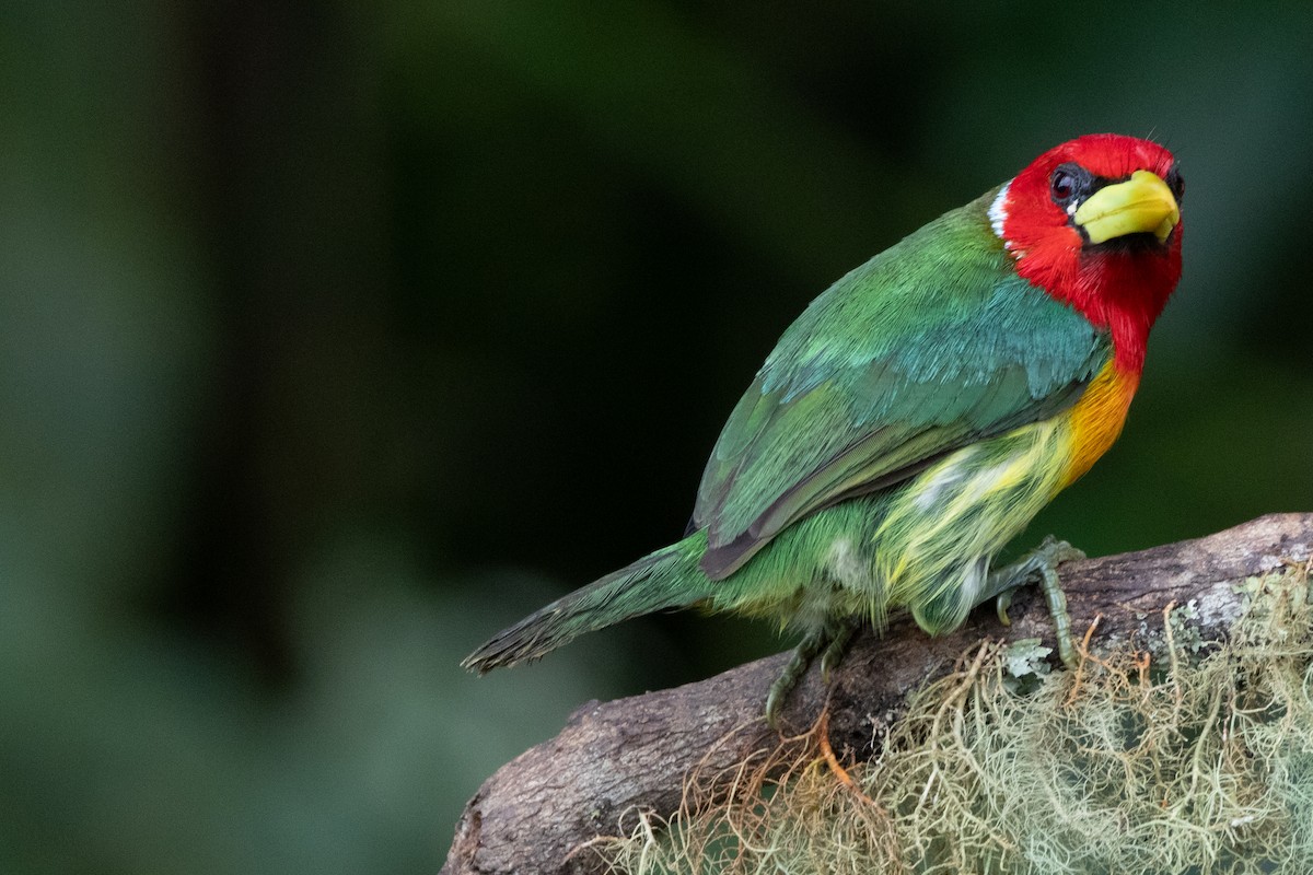 Red-headed Barbet - ML644489621