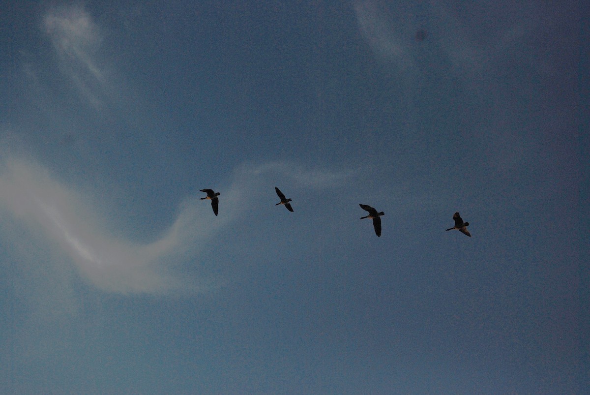 Cackling Goose - Carter Chambers