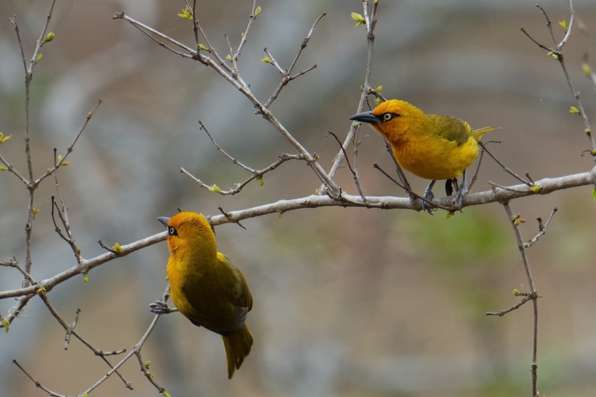 Spectacled Weaver - ML644489639
