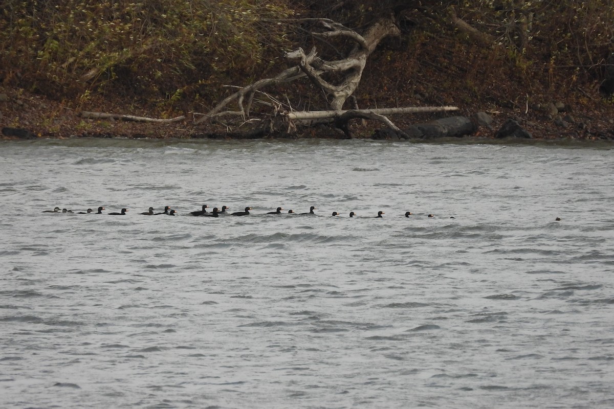 Black Scoter - ML644489642