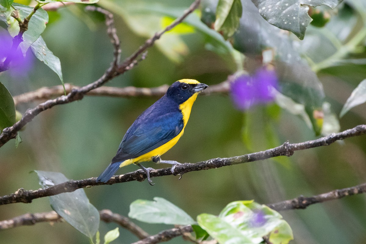 Thick-billed Euphonia - ML644489656