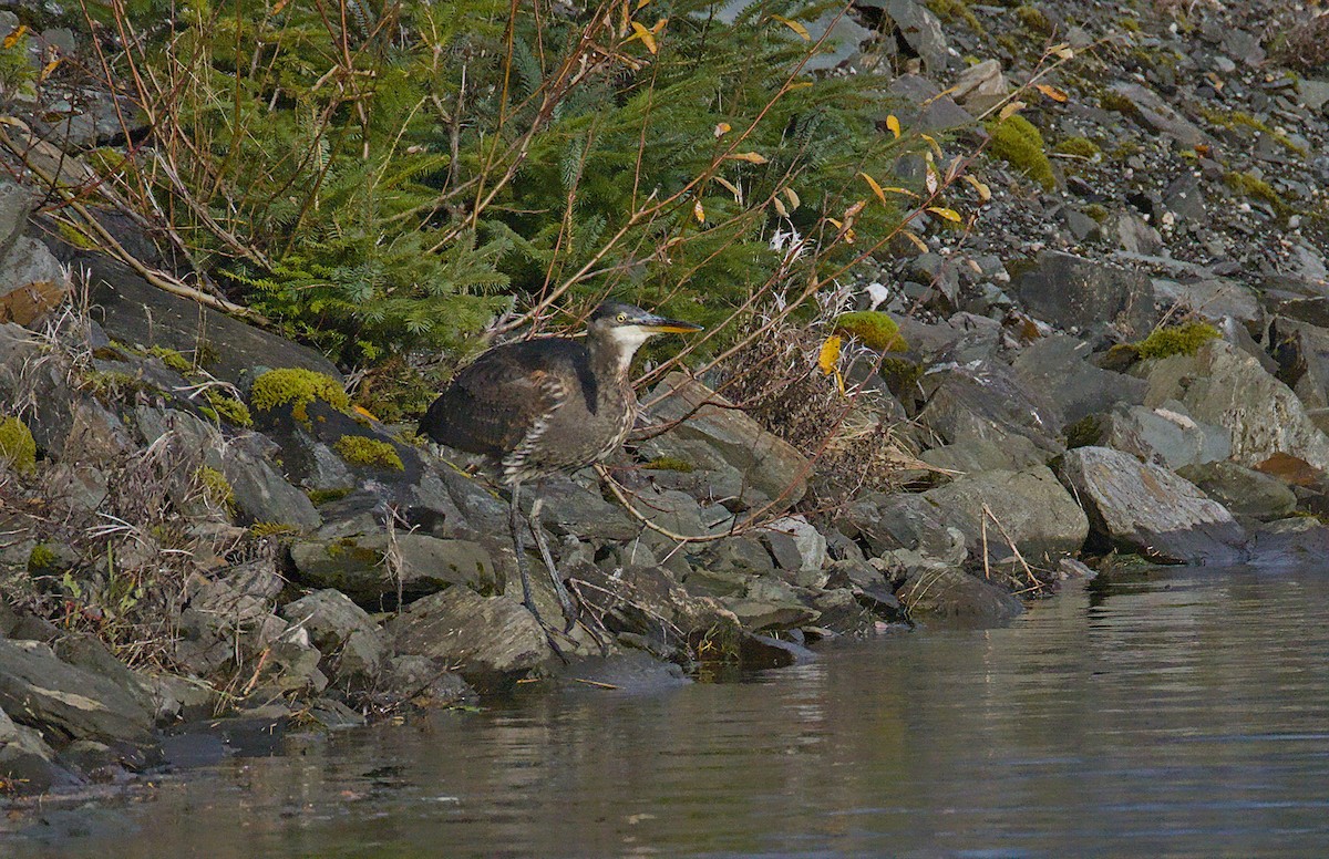 Amerika Gri Balıkçılı - ML644489662