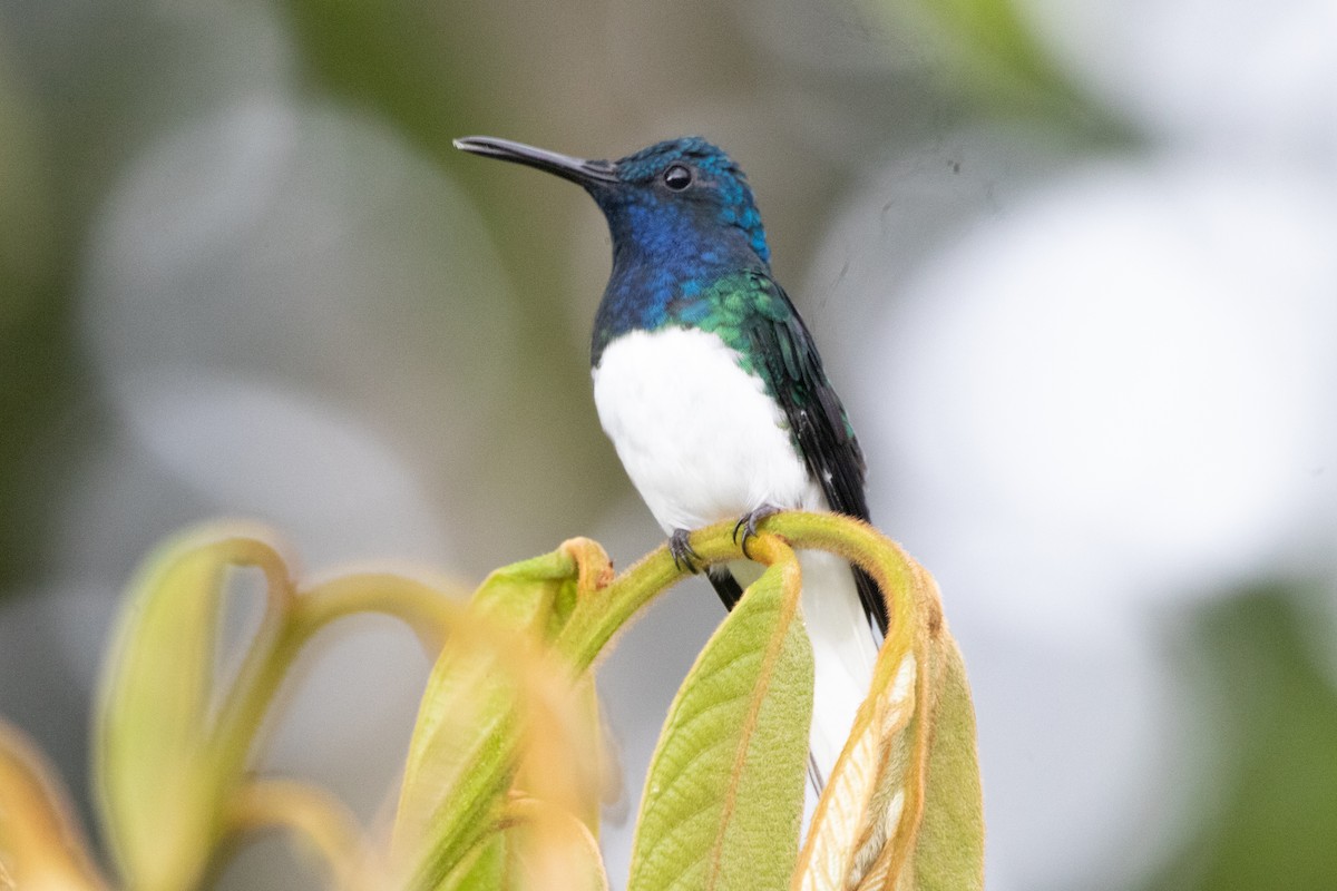 Beyaz Yakalı Kolibri - ML644489665