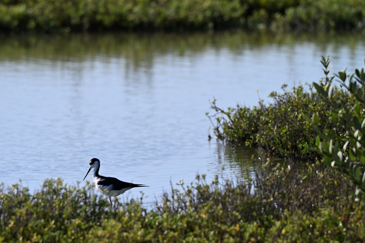 Кулик-довгоніг американський - ML644489675