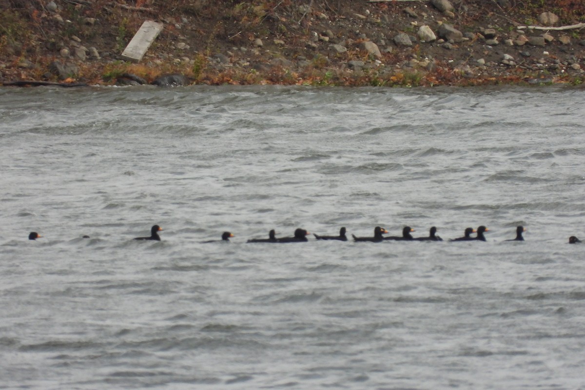 Black Scoter - ML644489700