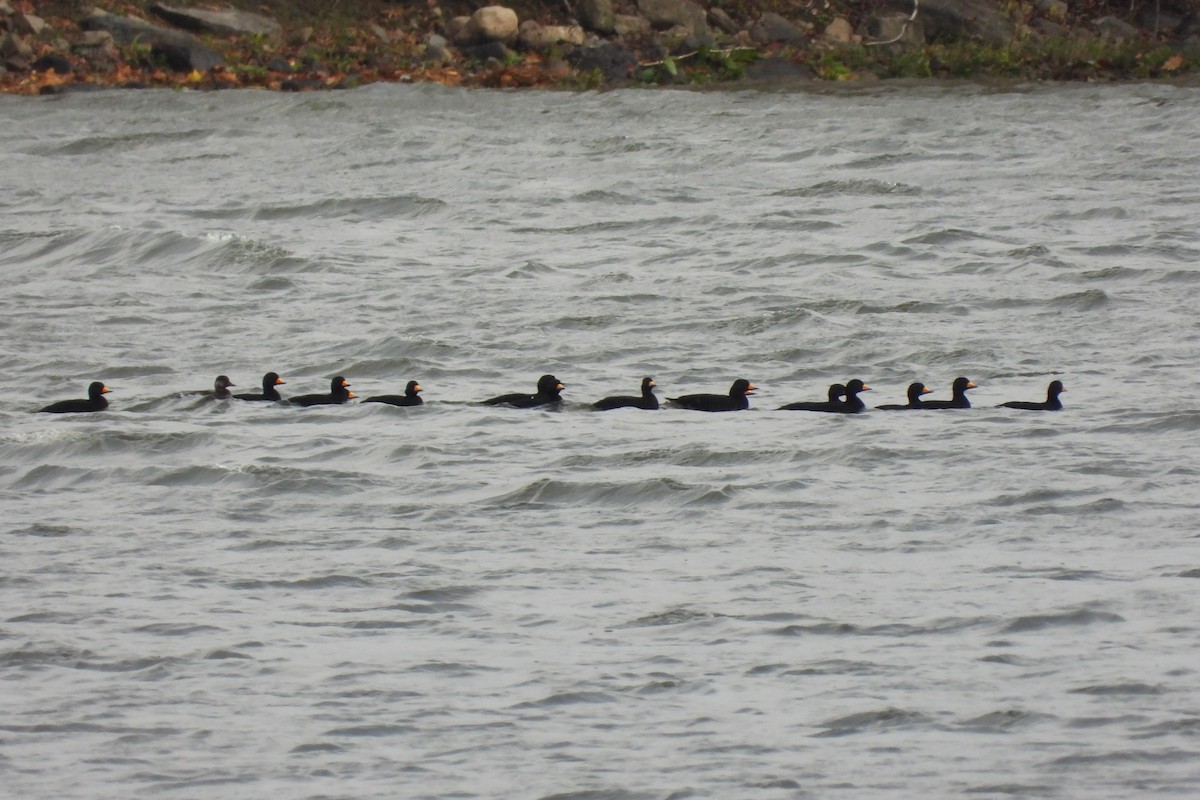 Black Scoter - ML644489716