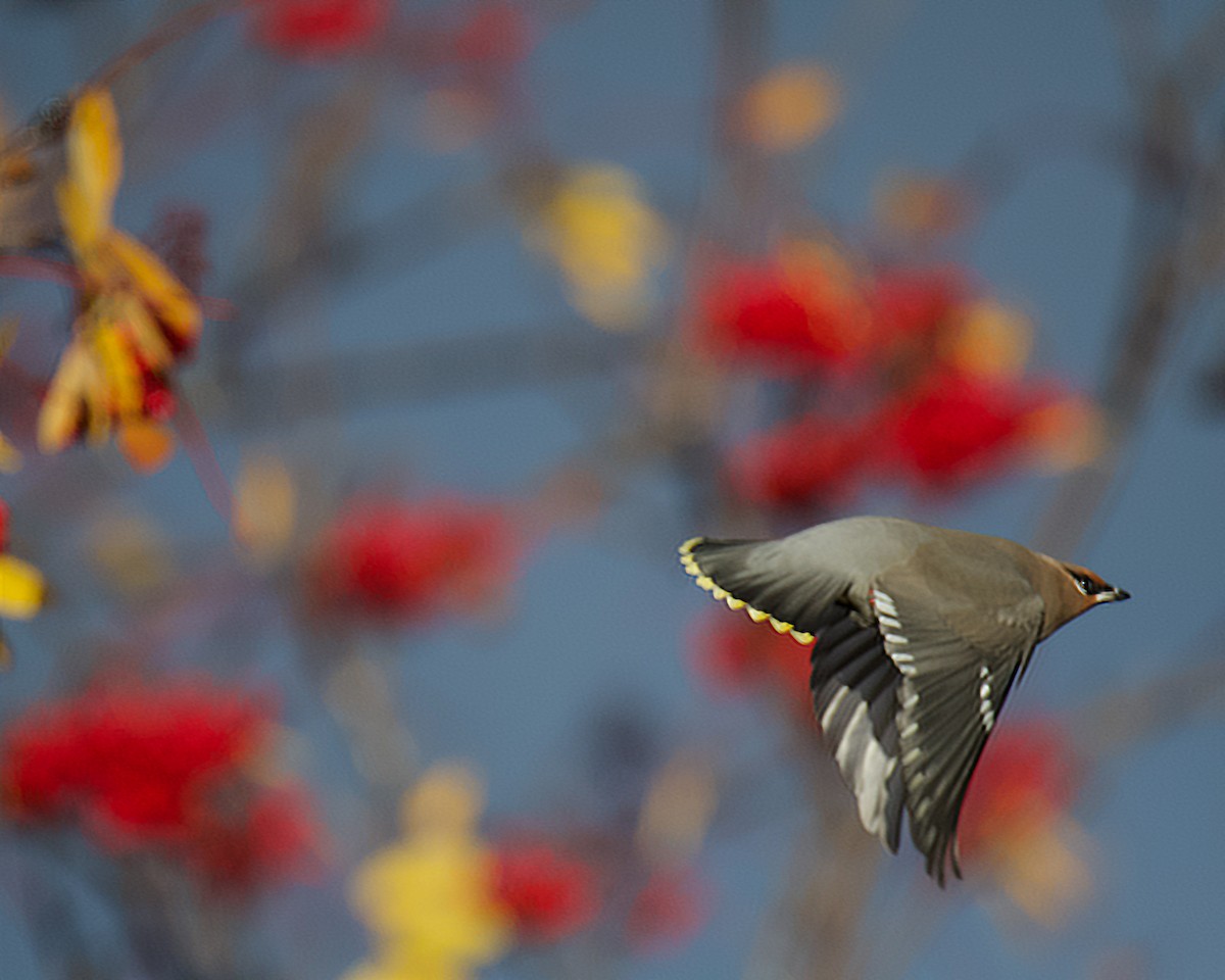 黃連雀 - ML644489739