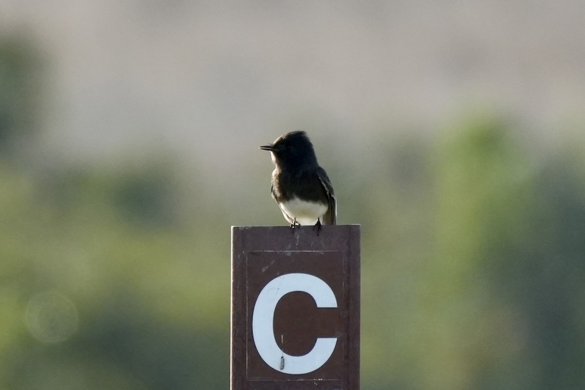 Black Phoebe - ML644489741