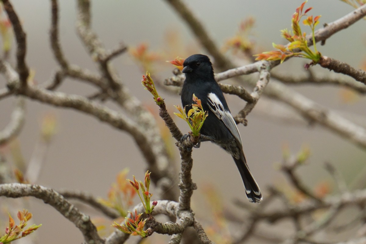 ミナミクロガラ - ML644489749