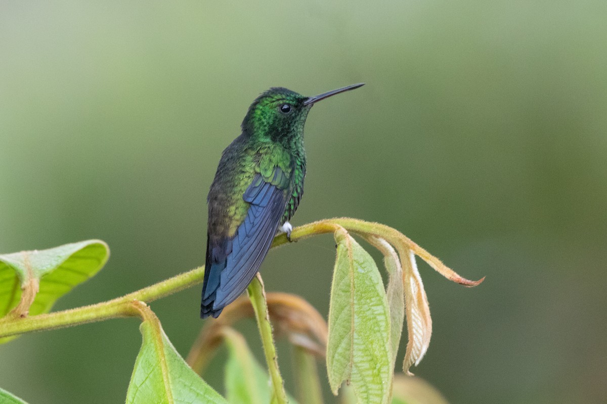 kolibrík ocelovořitý - ML644489756