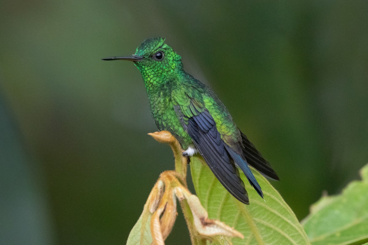 kolibrík ocelovořitý - ML644489757
