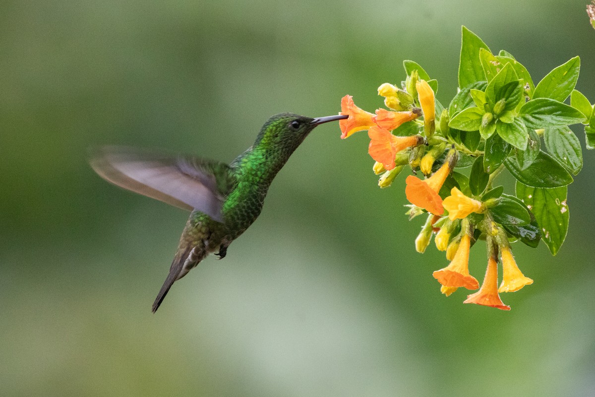 kolibrík ocelovořitý - ML644489758