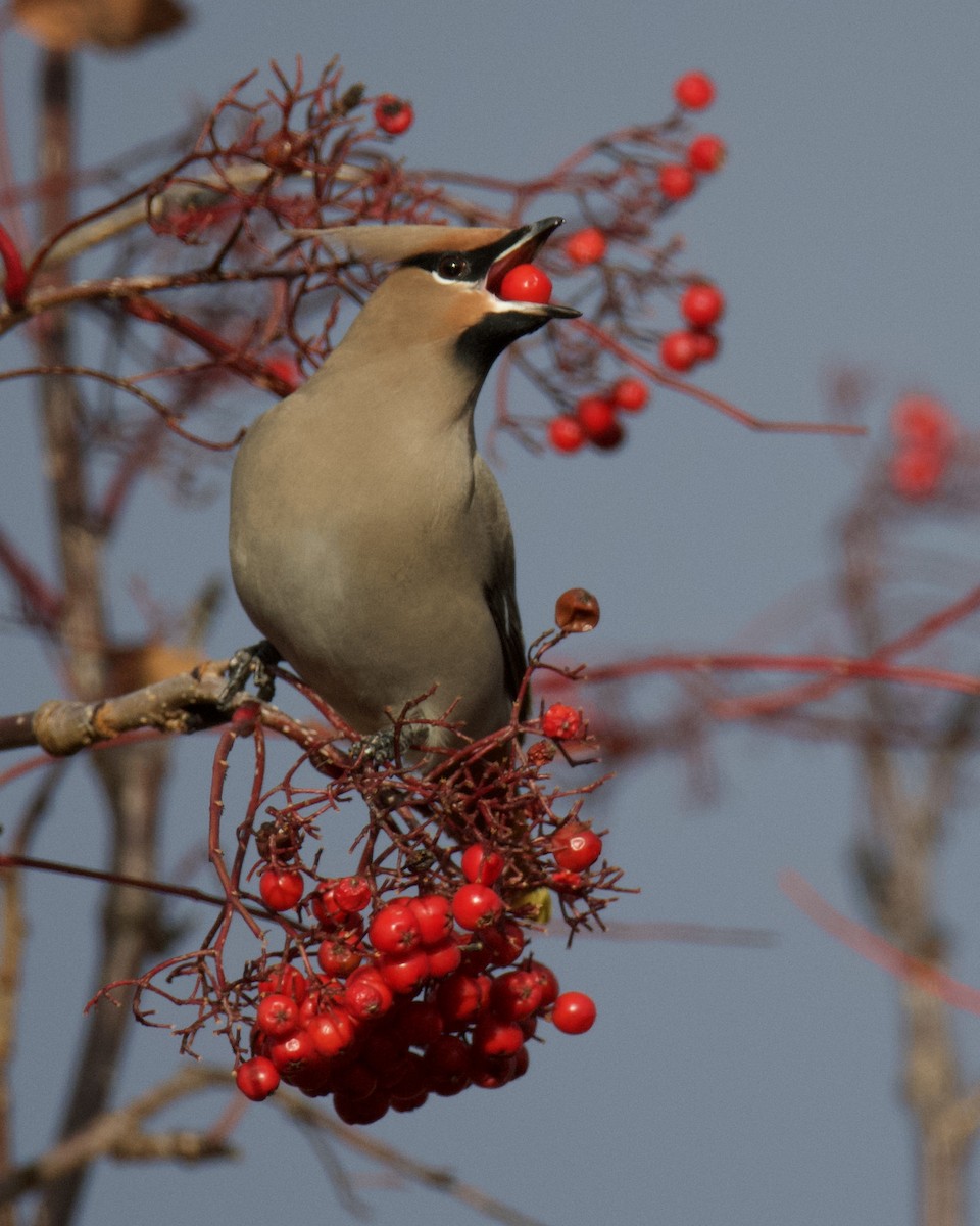 黃連雀 - ML644489759