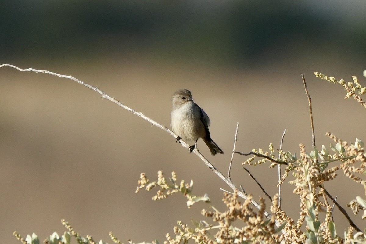 Bushtit - ML644489766