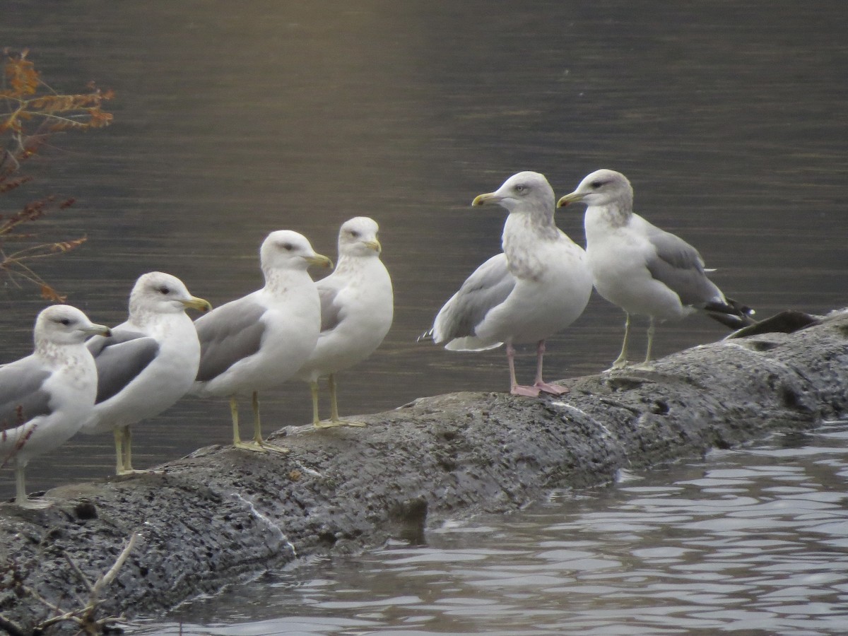 American Herring Gull - ML644489768