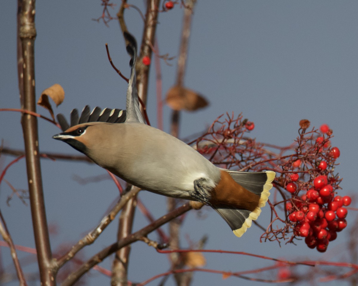 黃連雀 - ML644489771