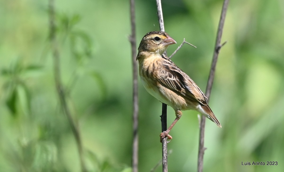 キタキンランチョウ - ML644489773