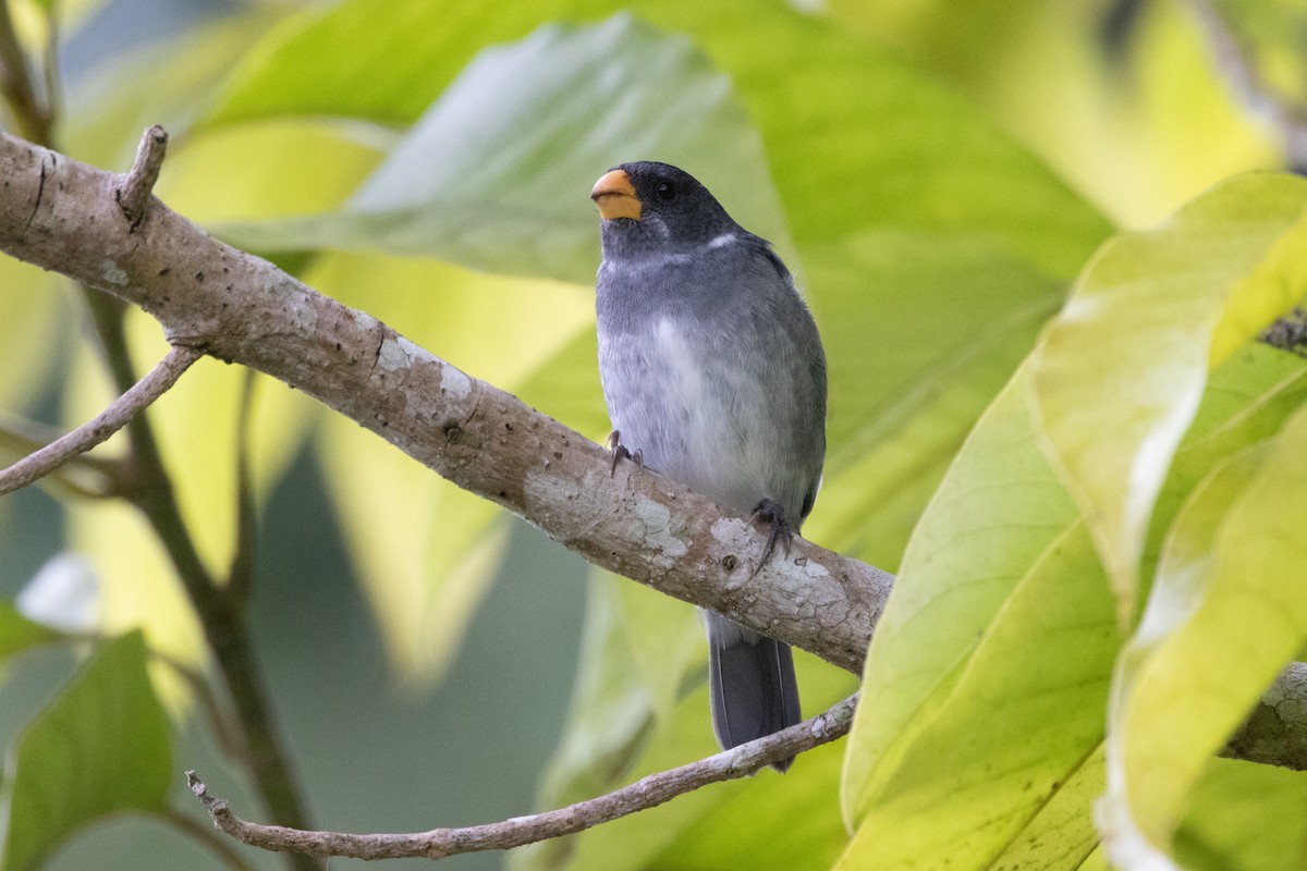 Gray Seedeater - ML644489774