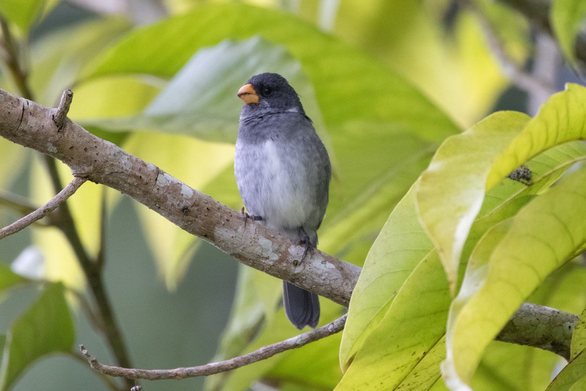 Gray Seedeater - ML644489775