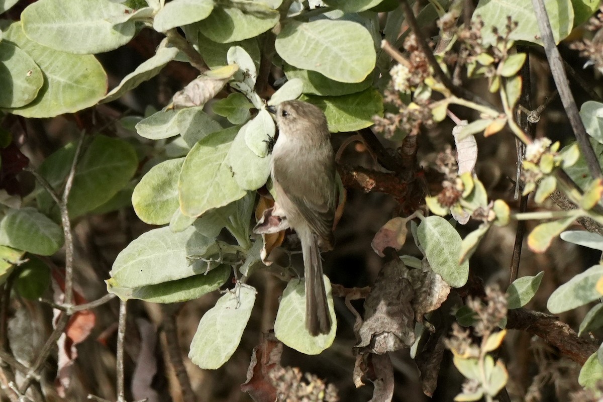 Bushtit - ML644489776