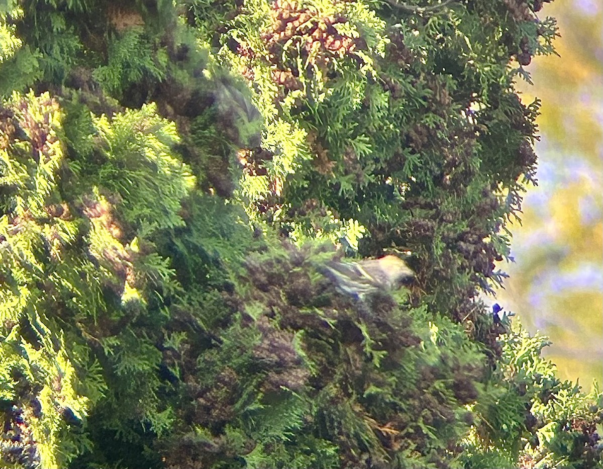 Pine Siskin - ML644489784