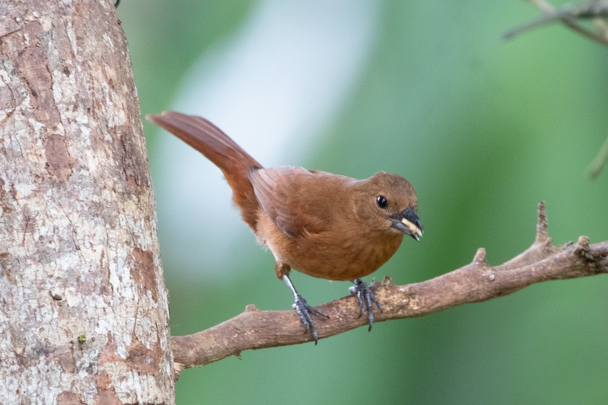 クロフウキンチョウ - ML644489786