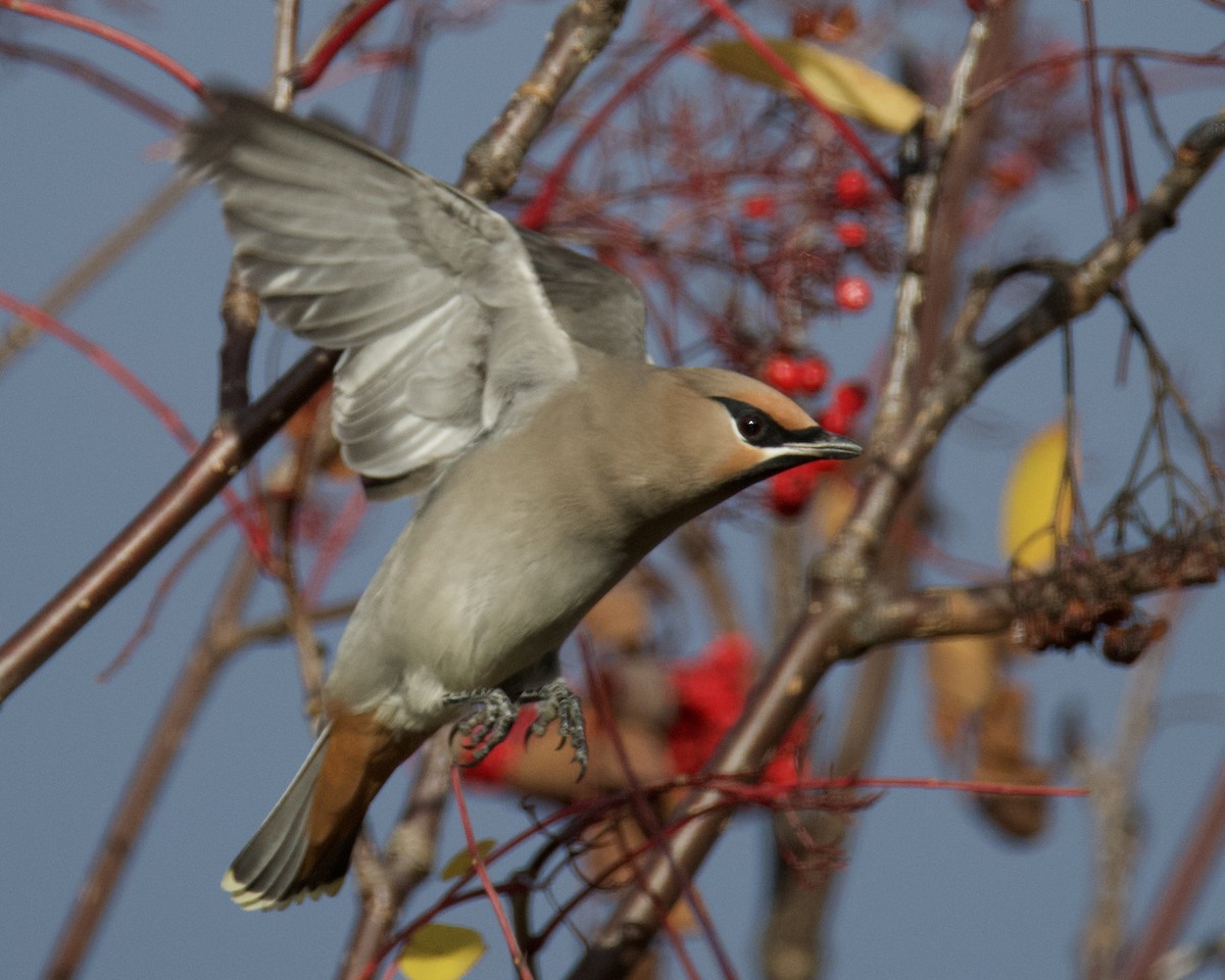 黃連雀 - ML644489788