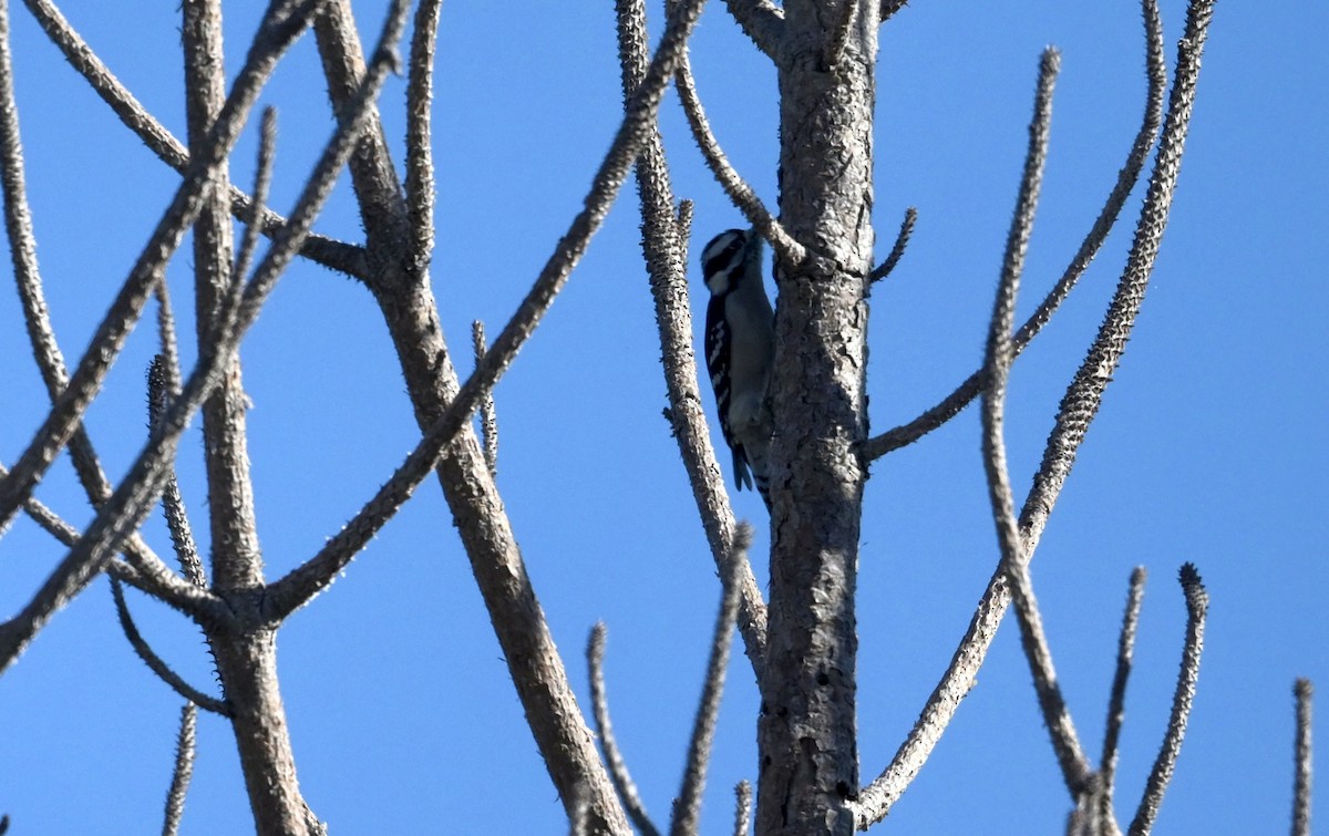 dunspett - ML644489793