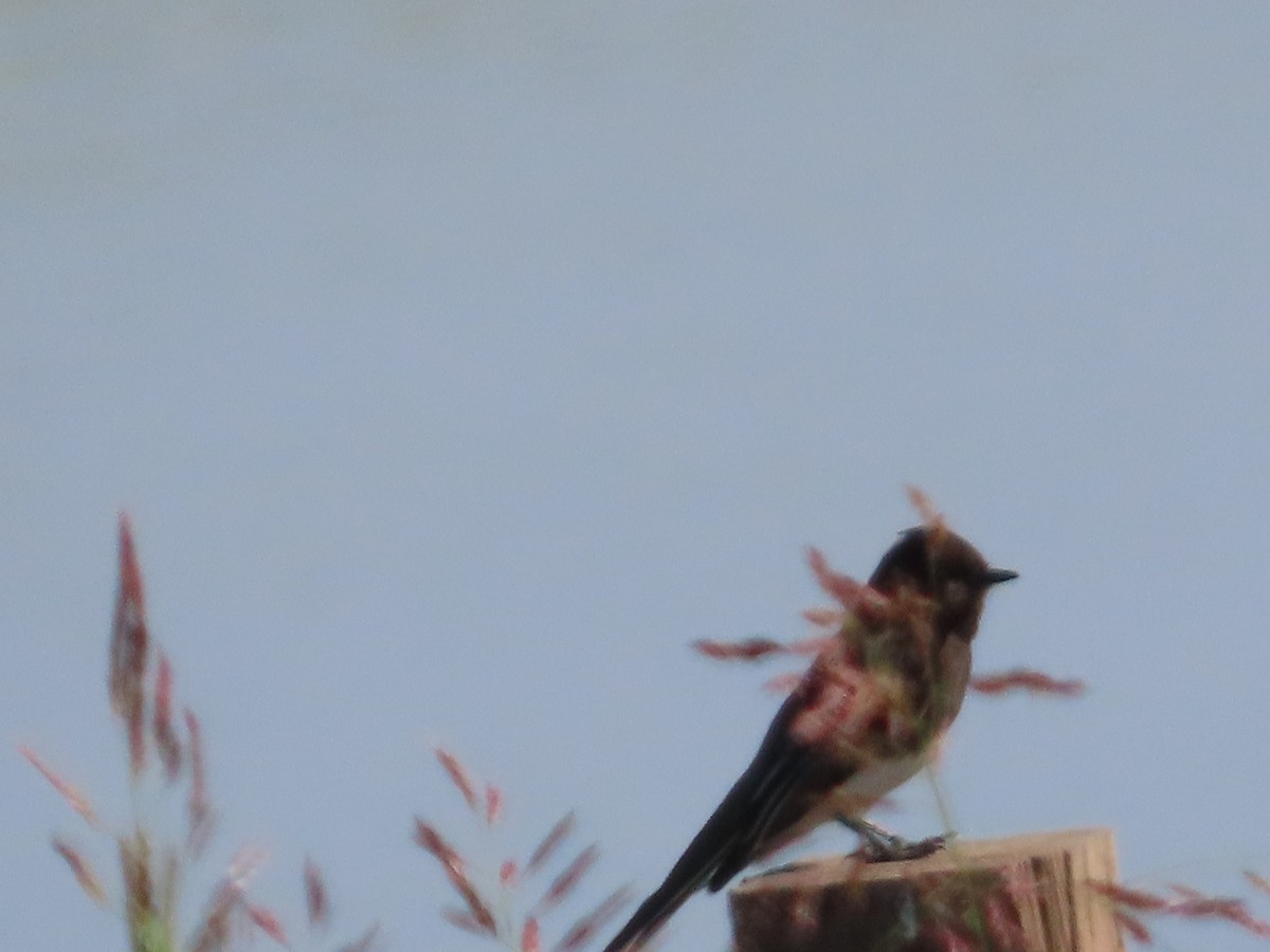 Black Phoebe - ML644489797