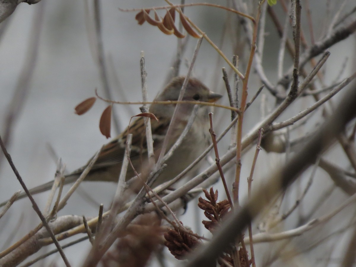 Hudson Körfezi Serçesi - ML644489798