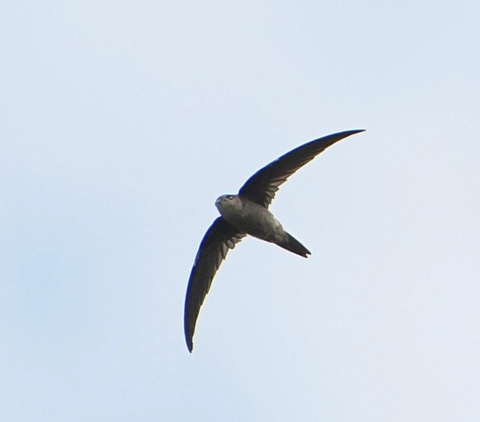 סיס-דקלים אסייתי - ML644489803