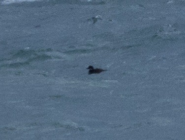 Black Scoter - ML644489805