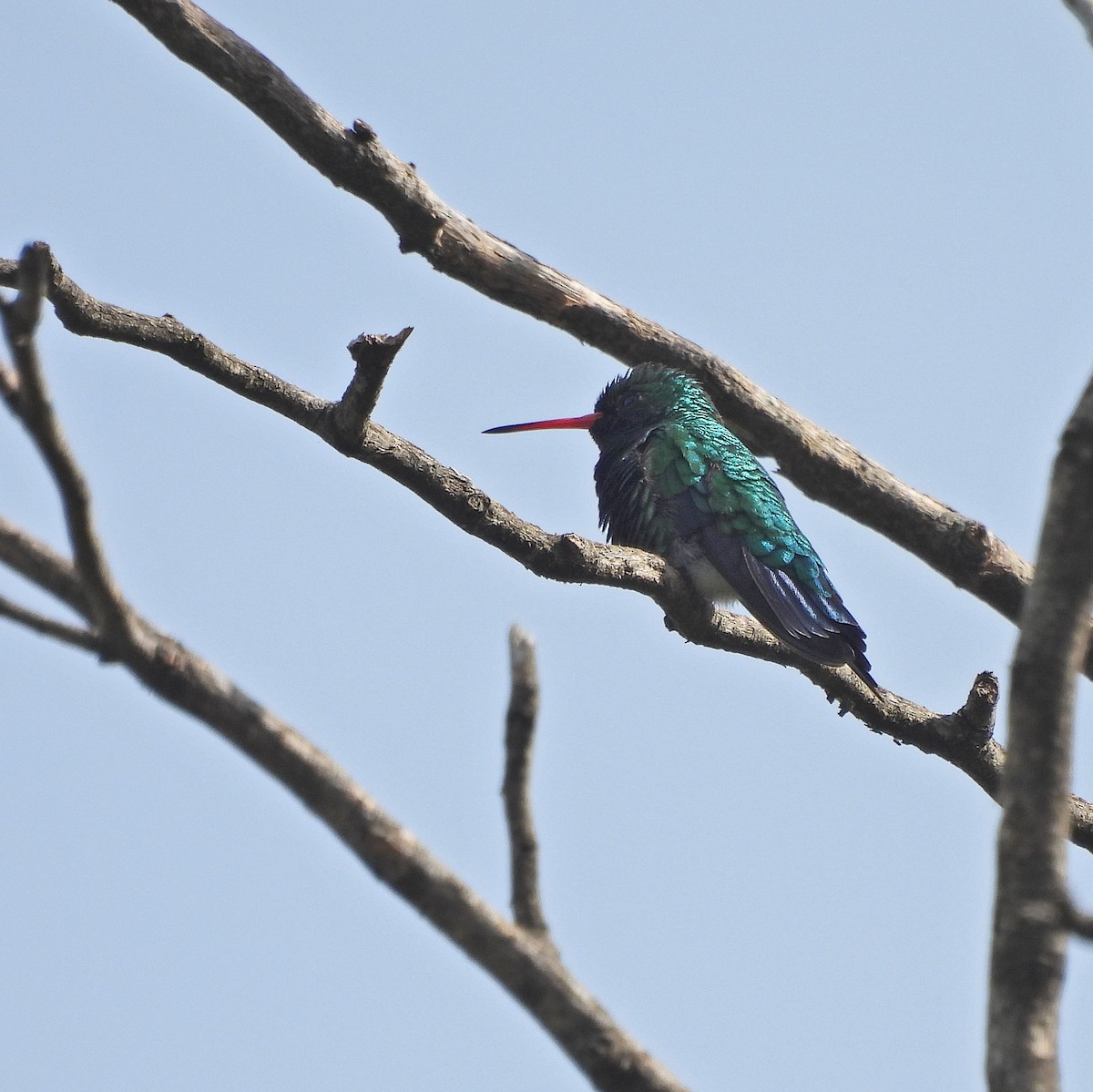 Glittering-bellied Emerald - ML644489814