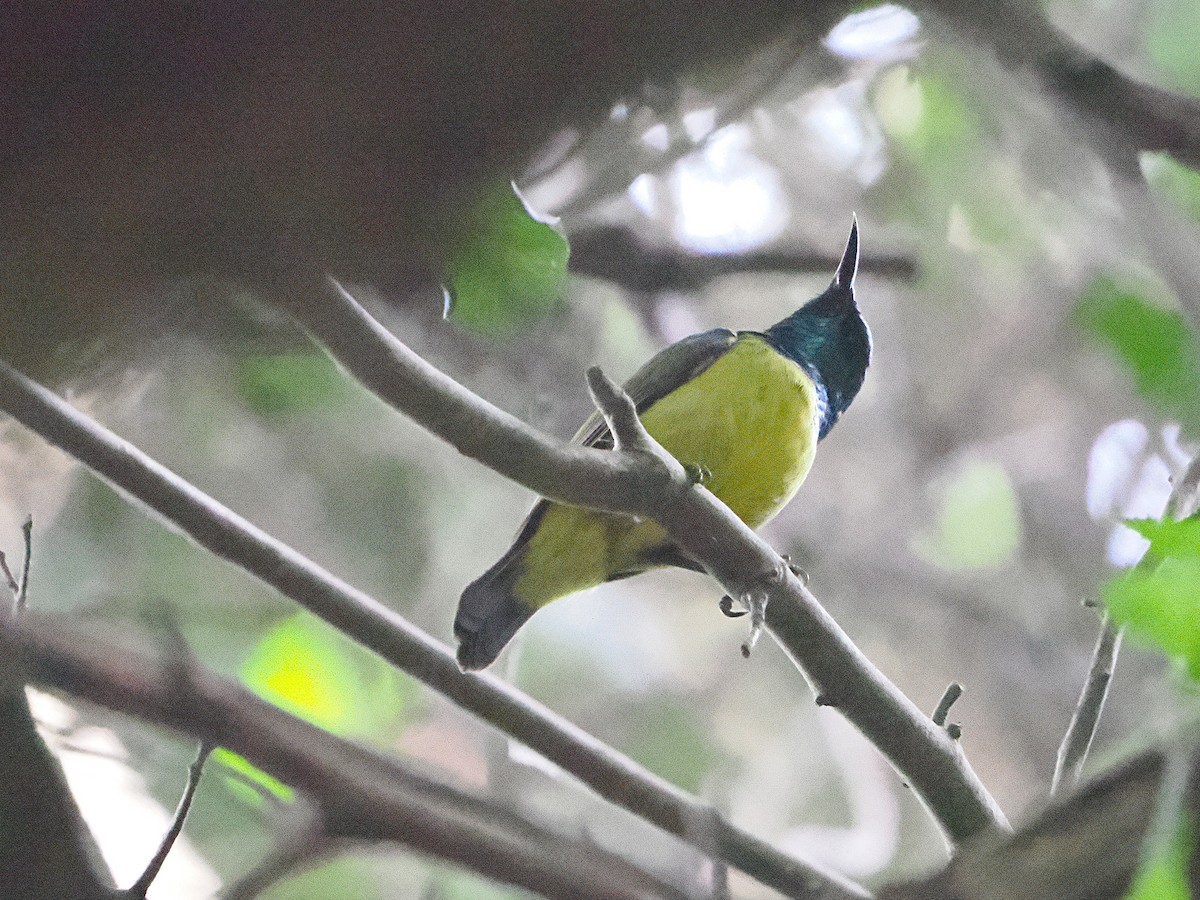 Collared Sunbird - ML644489817