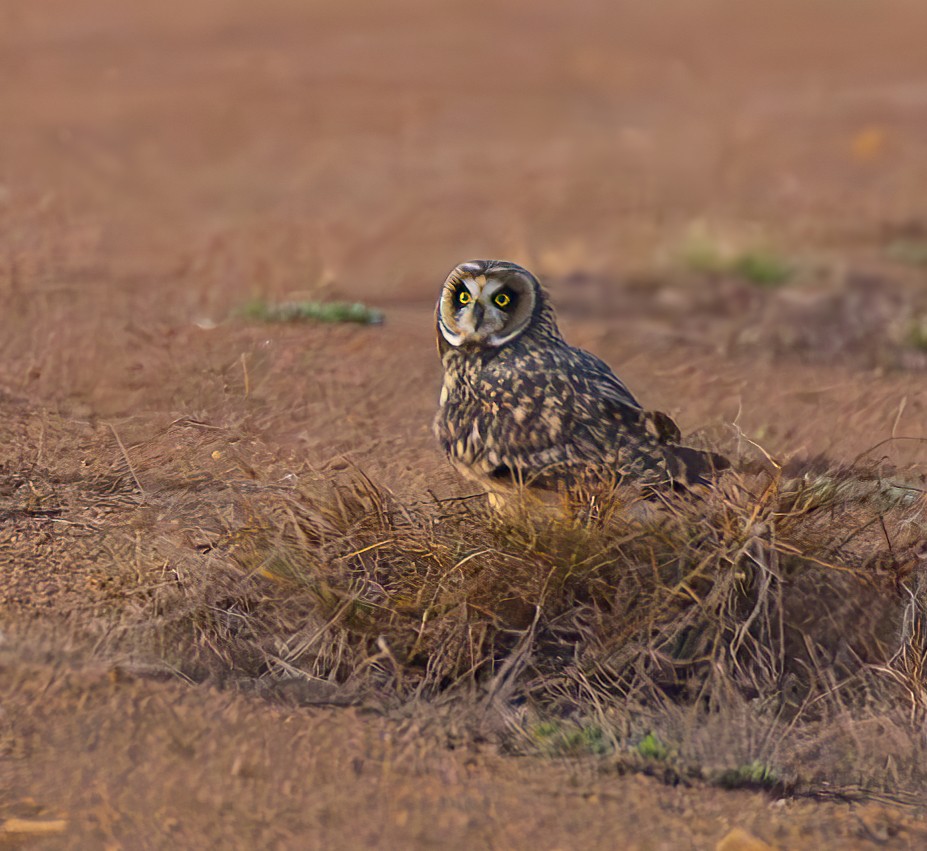 Short-eared Owl - ML644489820