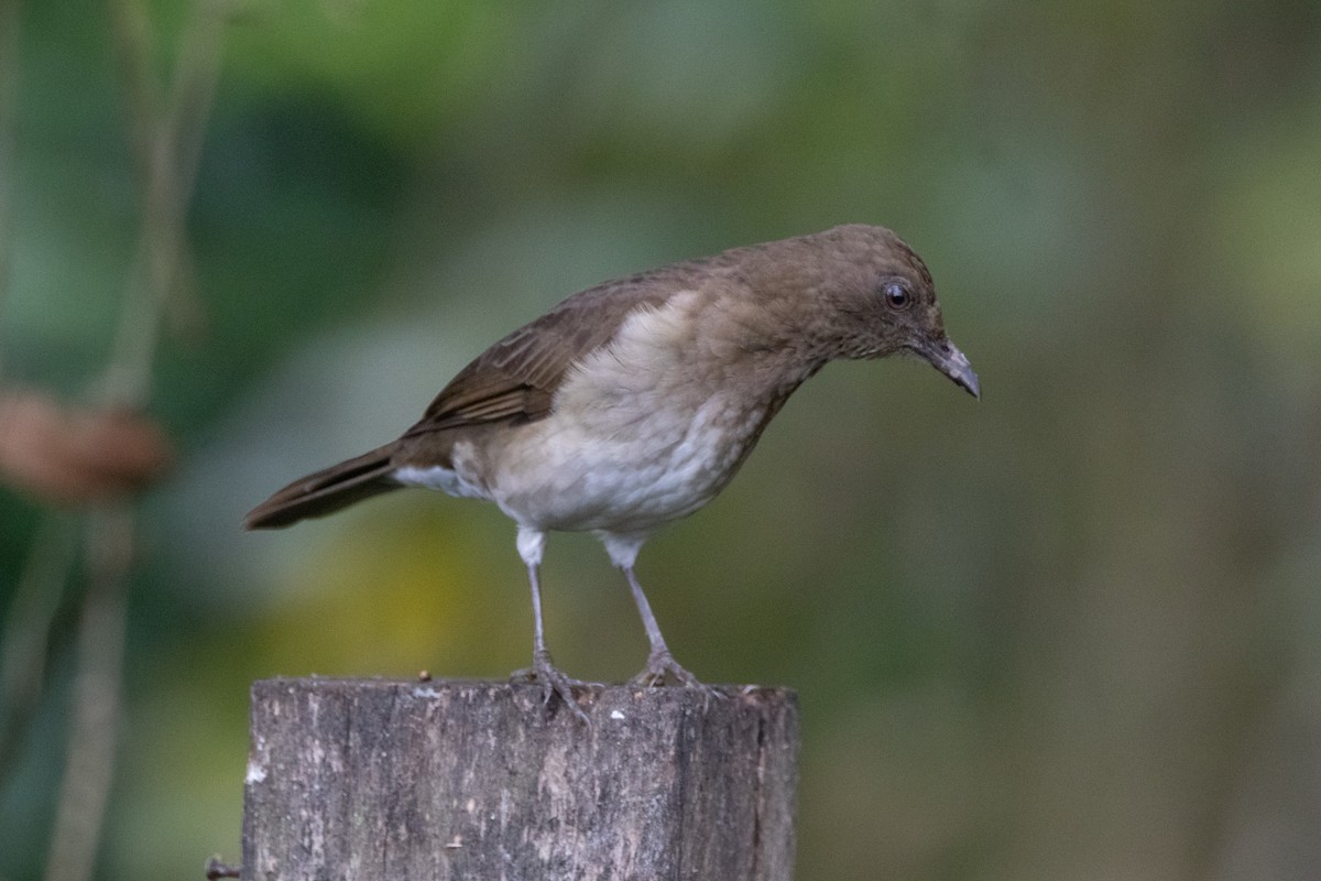 Black-billed Thrush - ML644489825
