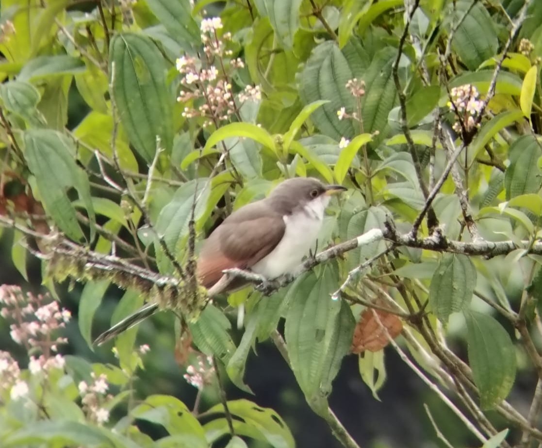 Yellow-billed Cuckoo - ML644489829