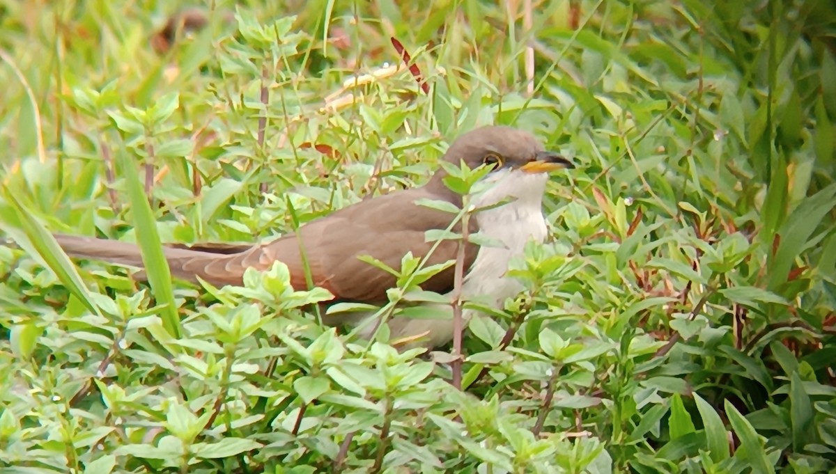 Yellow-billed Cuckoo - ML644489831