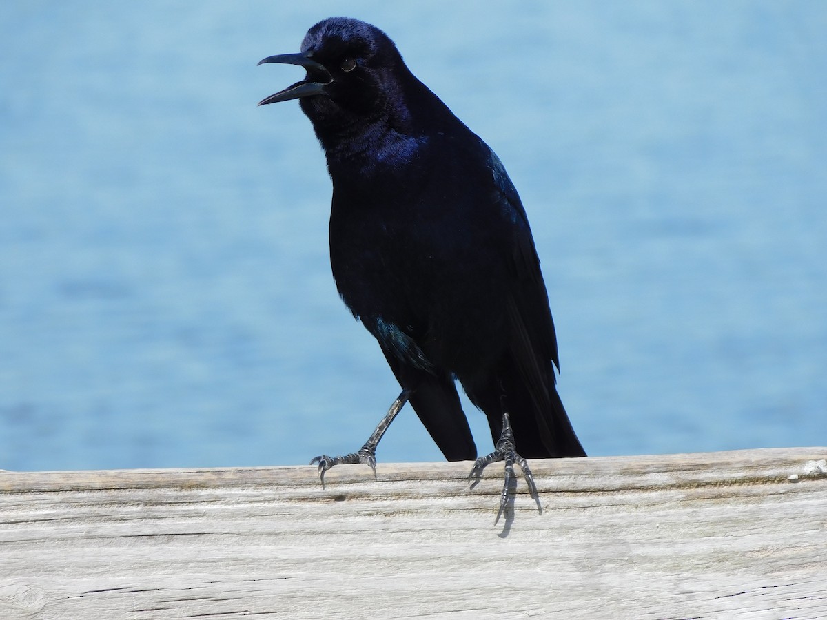 Quiscale des marais - ML644489835