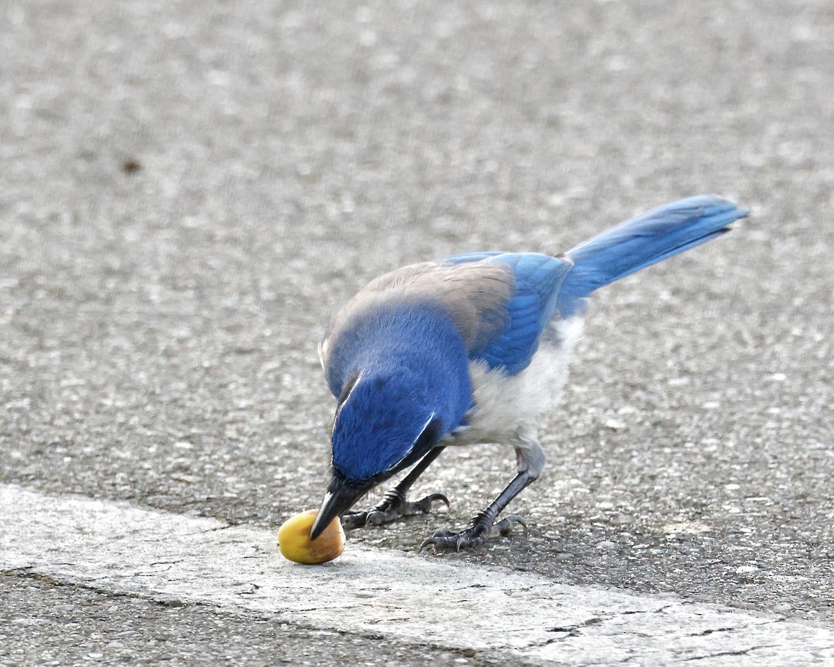 Калифорнийская сойка - ML644489836