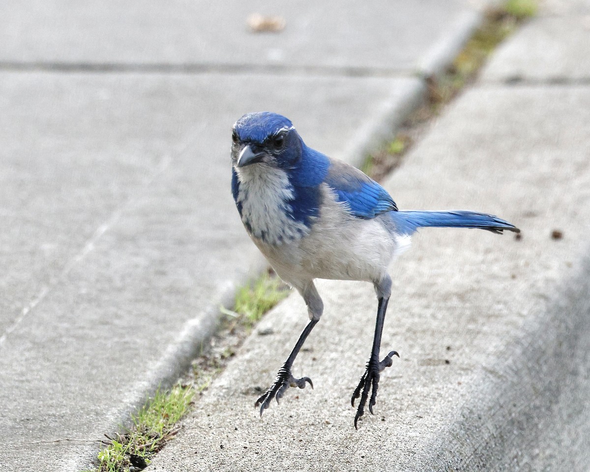 Калифорнийская сойка - ML644489837