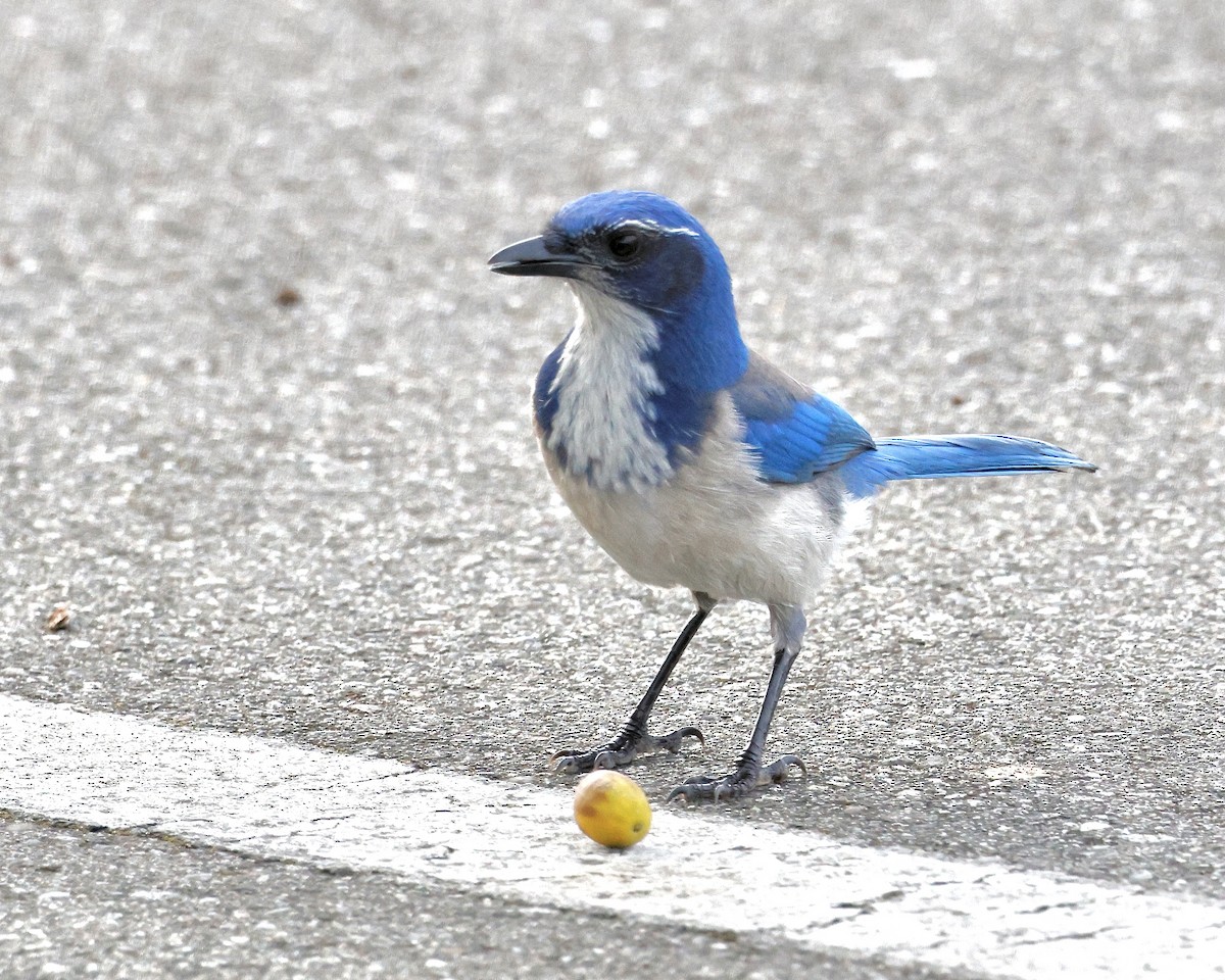 Калифорнийская сойка - ML644489838