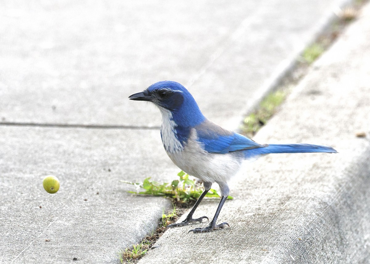 Калифорнийская сойка - ML644489839