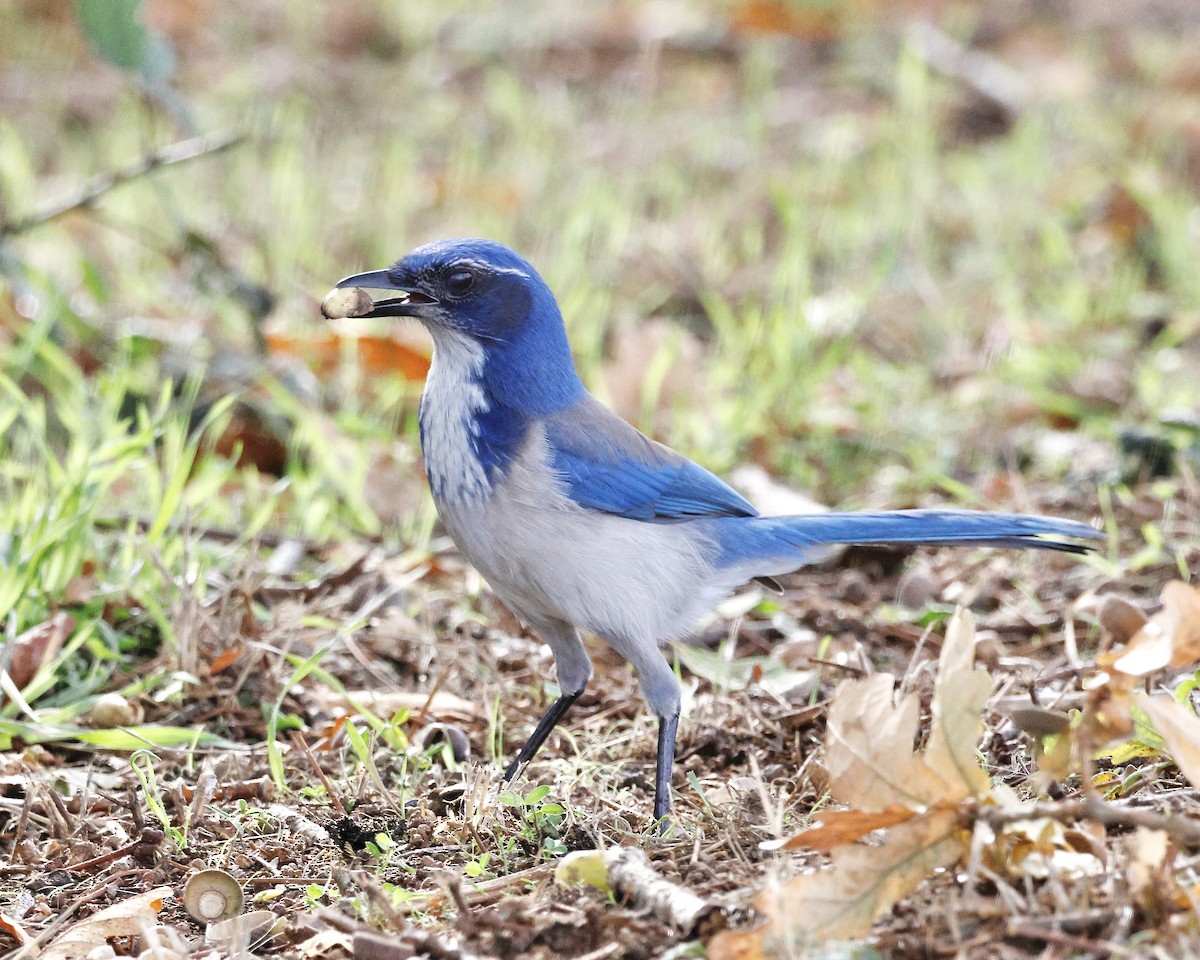 Калифорнийская сойка - ML644489840