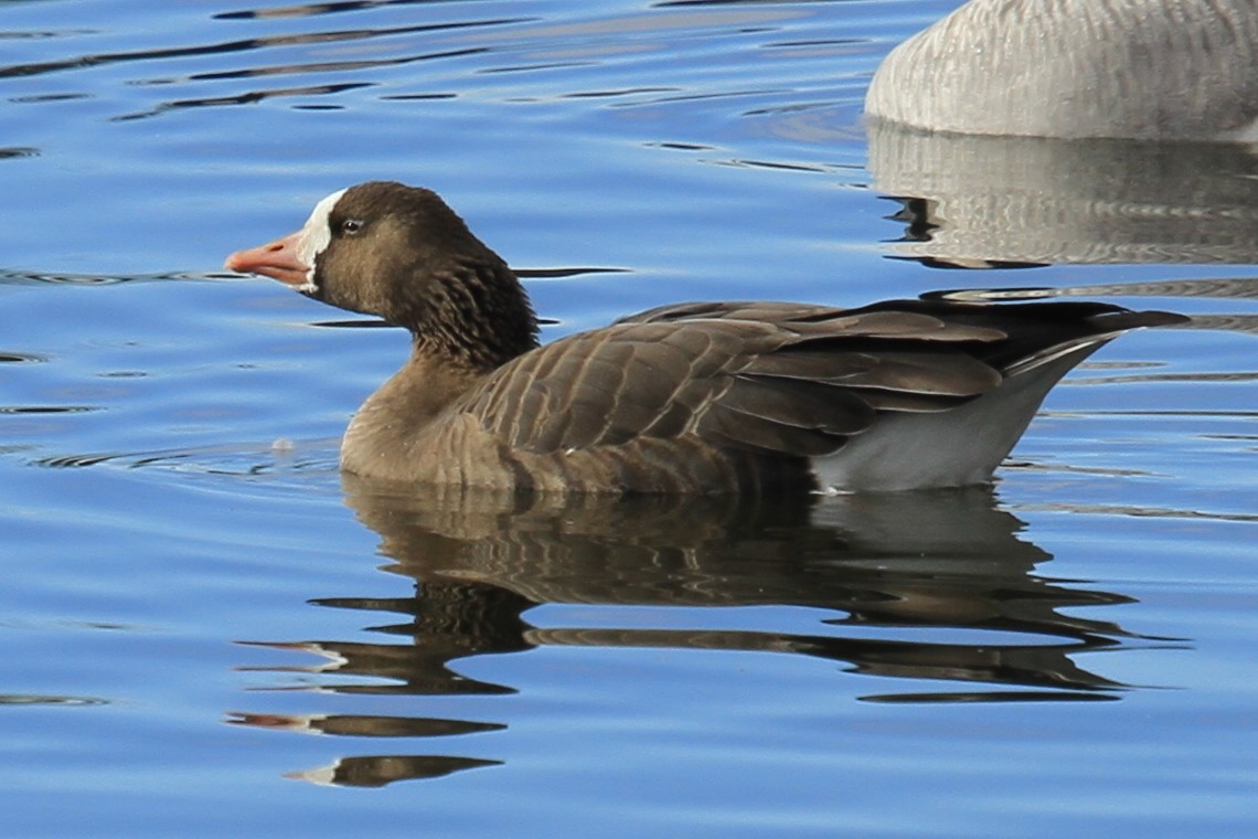 husa běločelá (ssp. gambelli/sponsa) - ML644489841