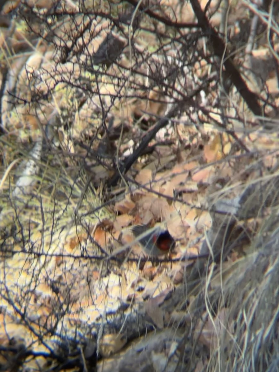 Red-faced Warbler - ML644489851