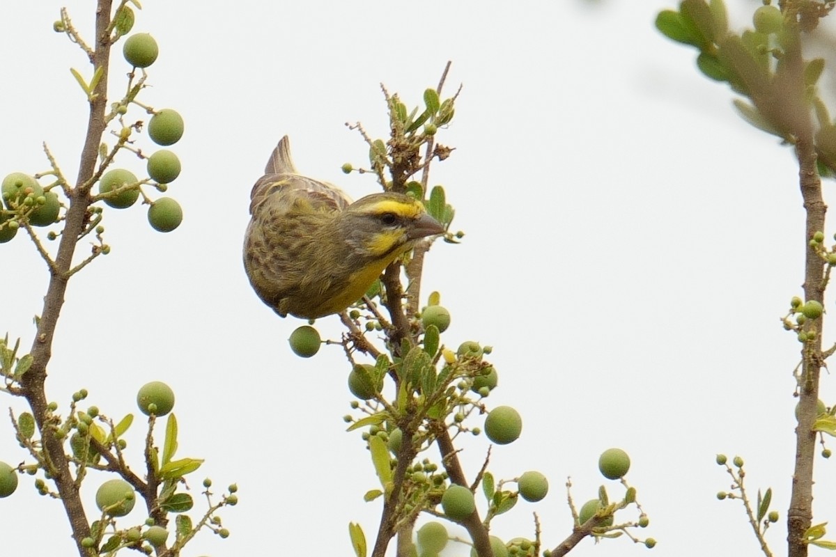 キマユカナリア - ML644489885