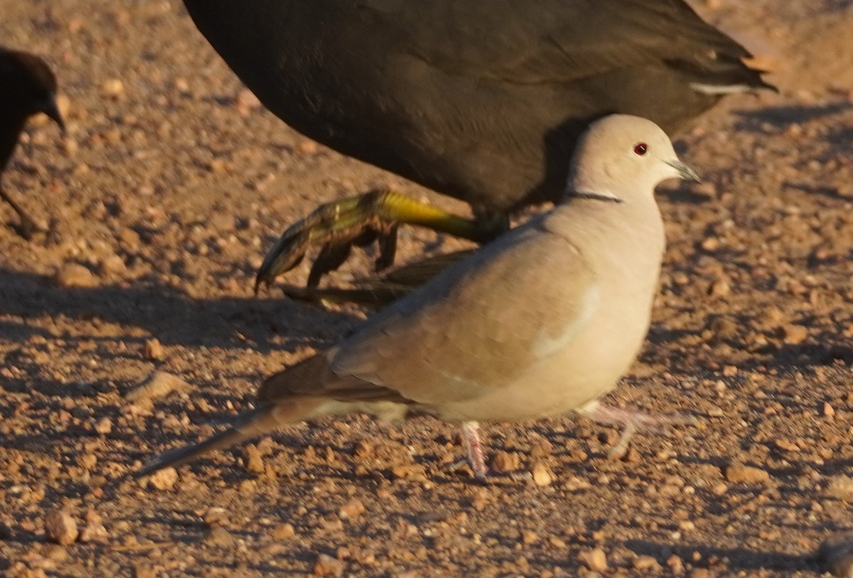 tyrkerdue - ML644489886