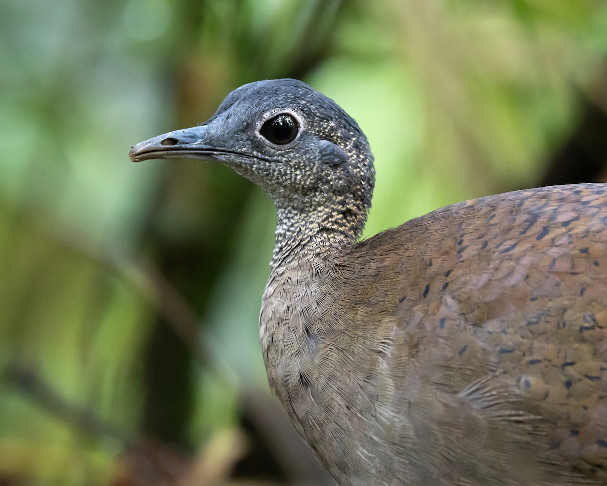 Great Tinamou - ML644489888