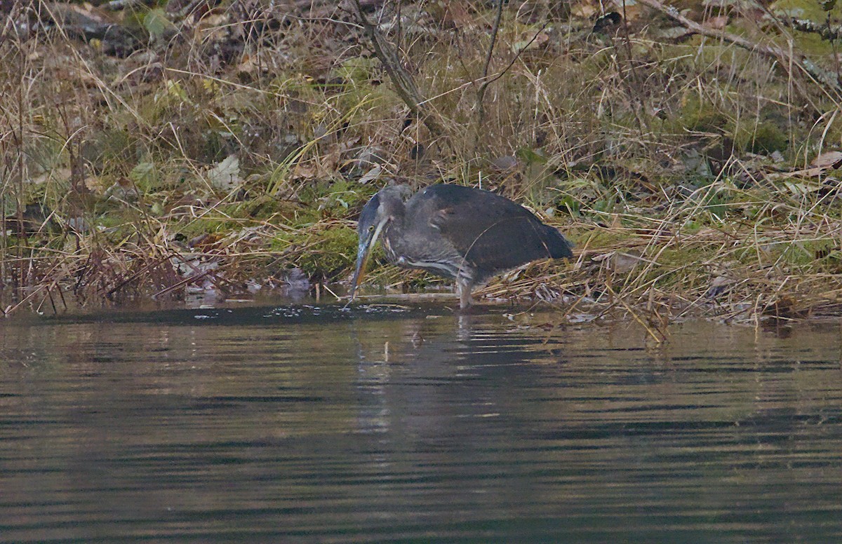 Amerika Gri Balıkçılı - ML644489889